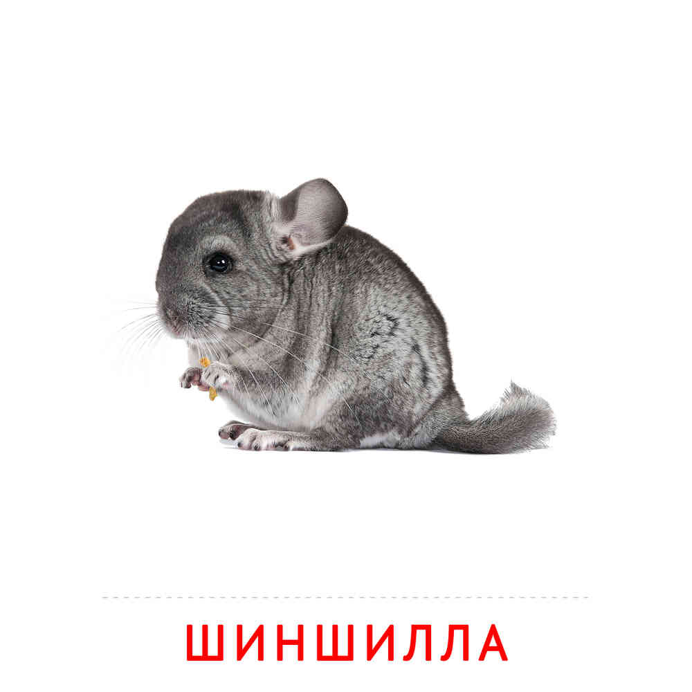 Шиншила: карточка Домана | скачать или распечатать