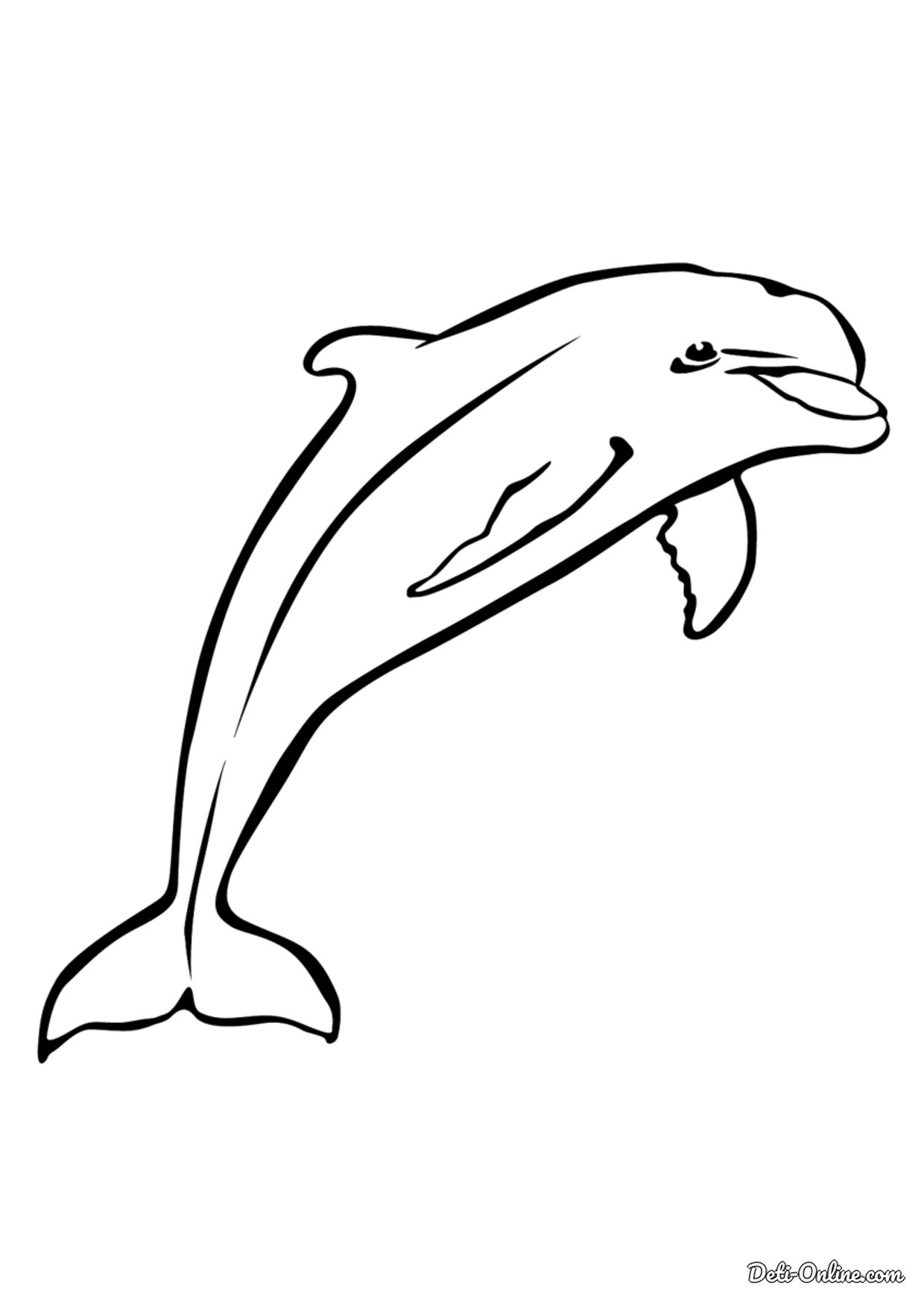дельфин раскраска