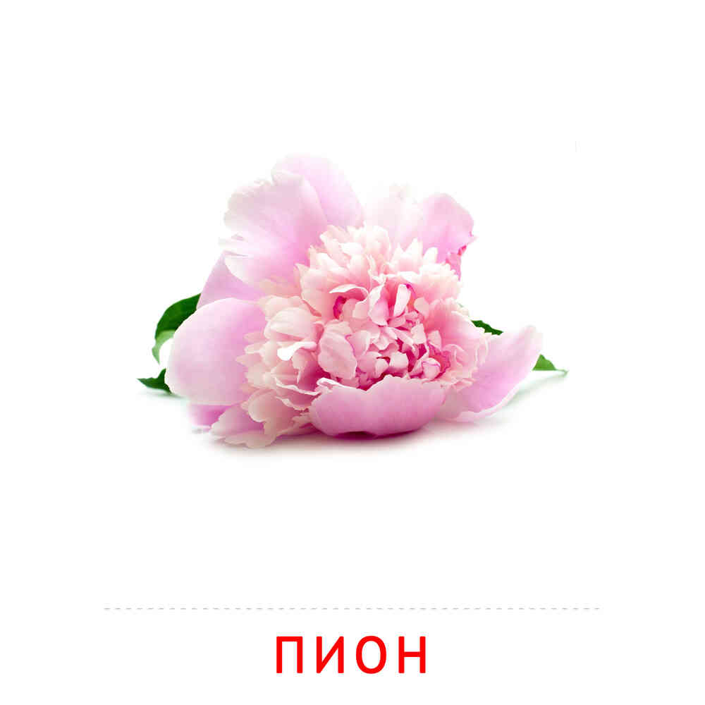 Цветы: Пион