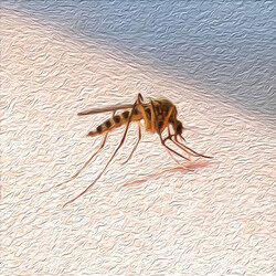 Загадки про комара
