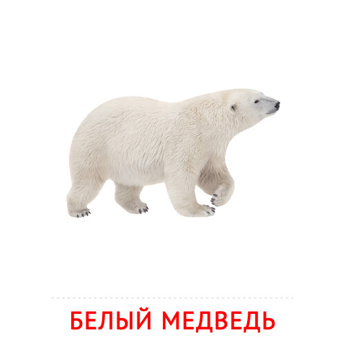 Карточка Домана Белый медведь