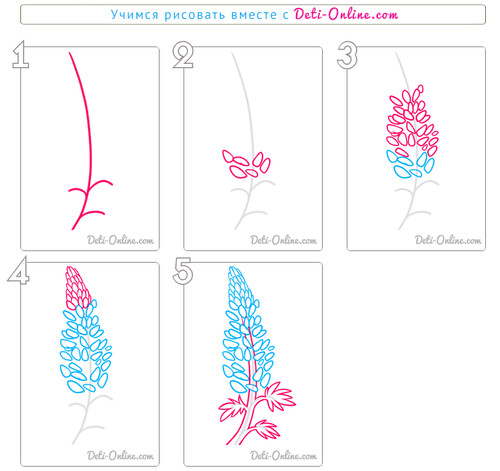 Как нарисовать цветок люпина