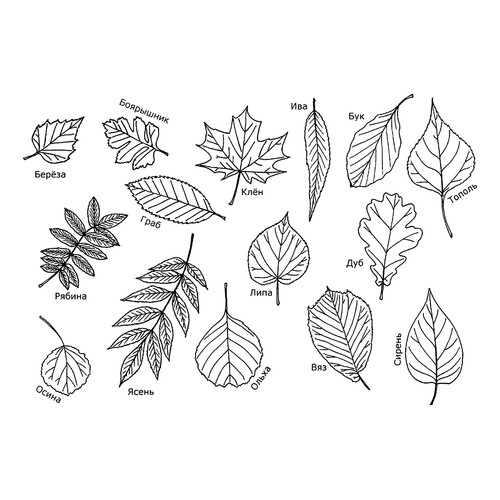 Раскраска Листья с названиями