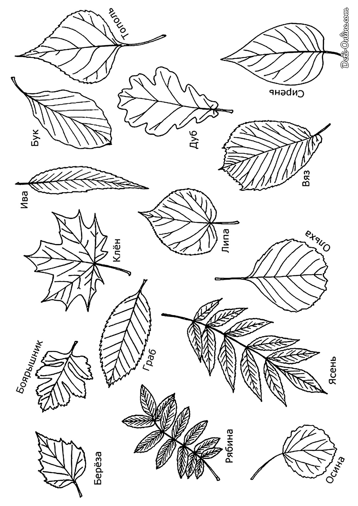 Как нарисовать листья деревьев с названиями