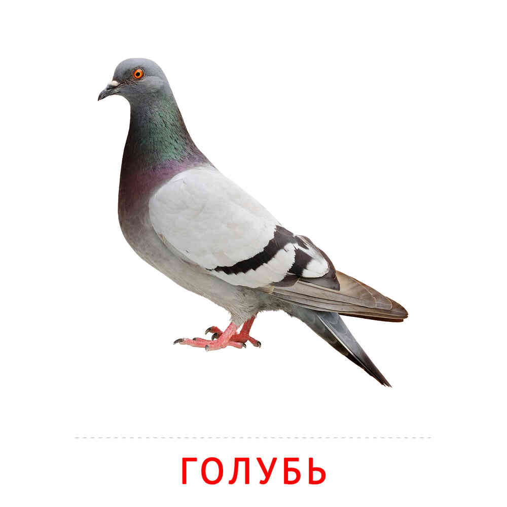 Голубь: карточка Домана | скачать или распечатать