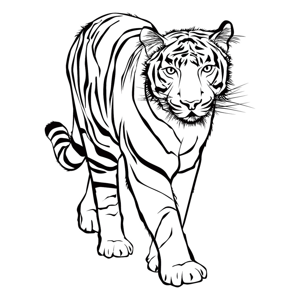 Тигр раскраска