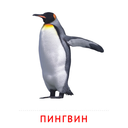 Карточка Домана Пингвин
