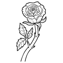Раскраска Цветок розы