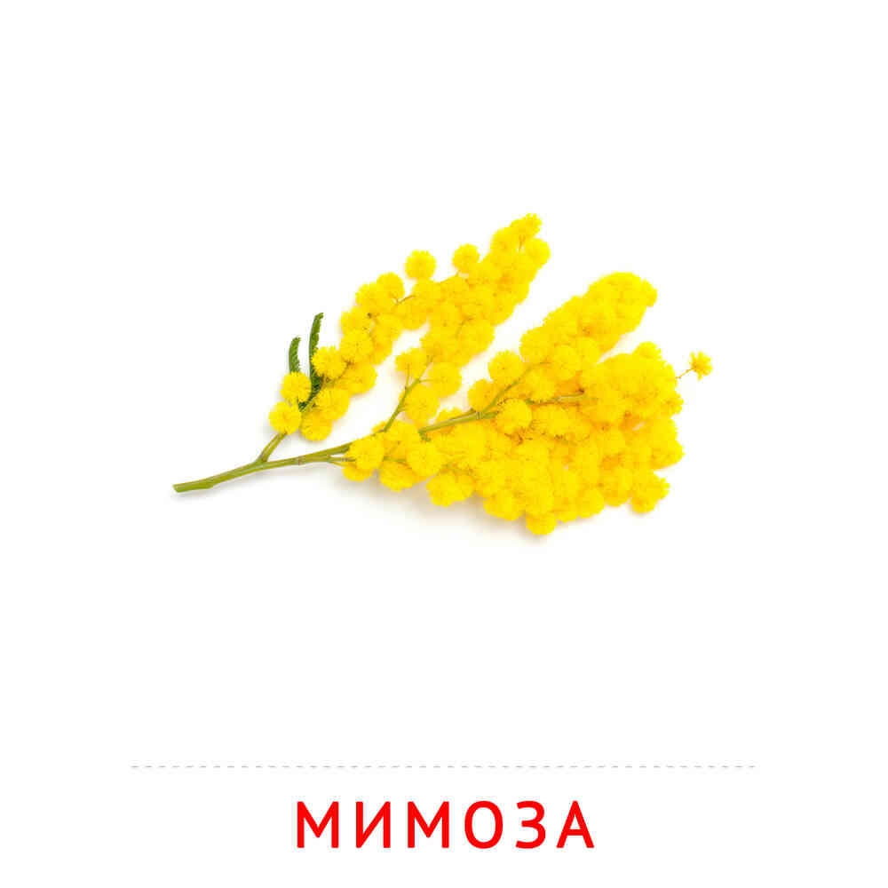 Цветы: Мимоза