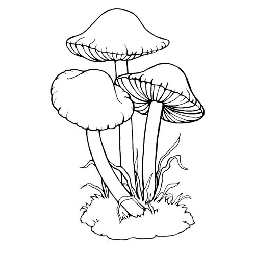 Несъедобные грибы - поганки