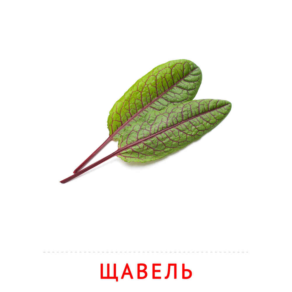 Щавель: карточка Домана | скачать или распечатать