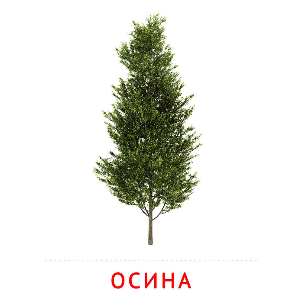 Осина: карточка Домана | скачать или распечатать
