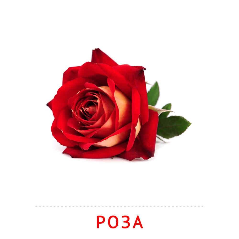 Цветы: Роза