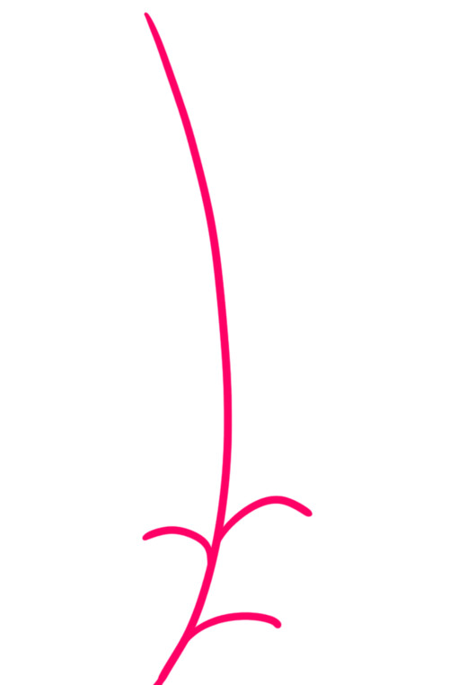 Как нарисовать цветок люпина 1