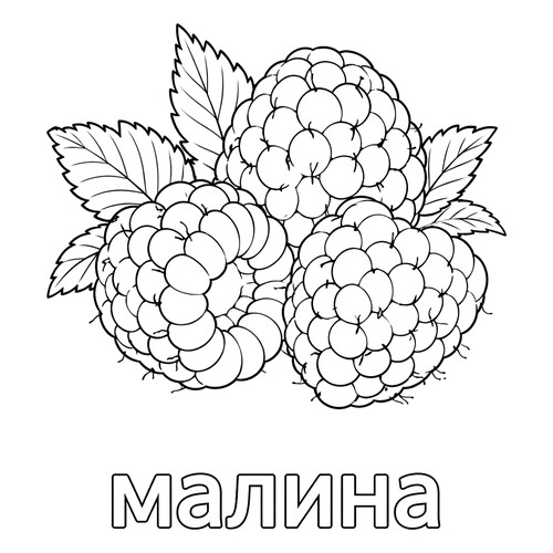 Раскраска Ягода малина