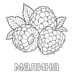 Раскраска Ягода малина