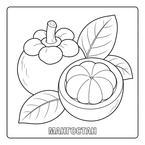 Раскраска Мангостан