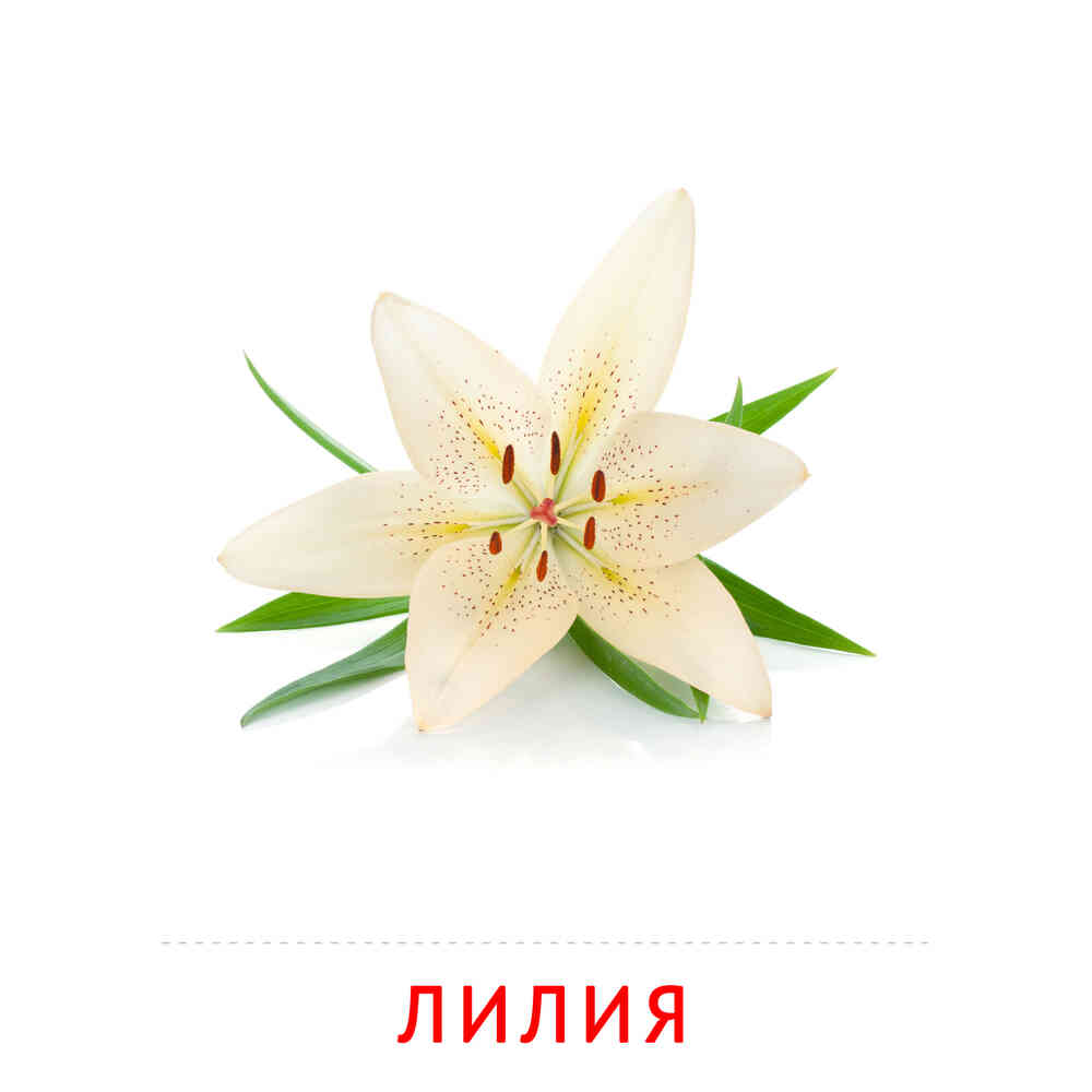 Цветы: Лилия