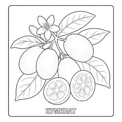 Раскраска Кумкват