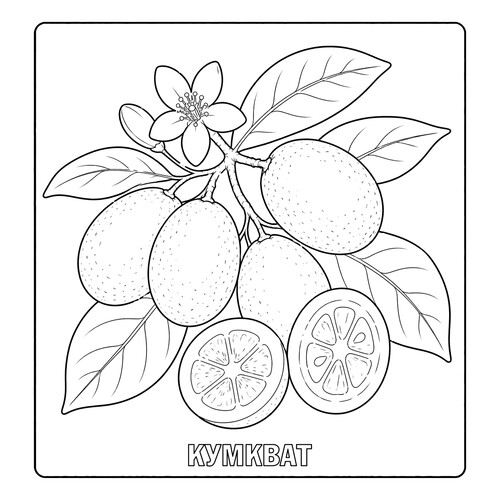 Раскраска Кумкват