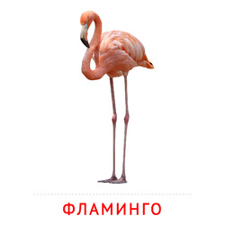 Карточка Домана Фламинго