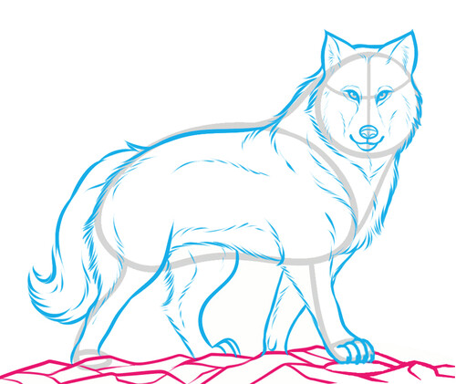 Как нарисовать волка 9