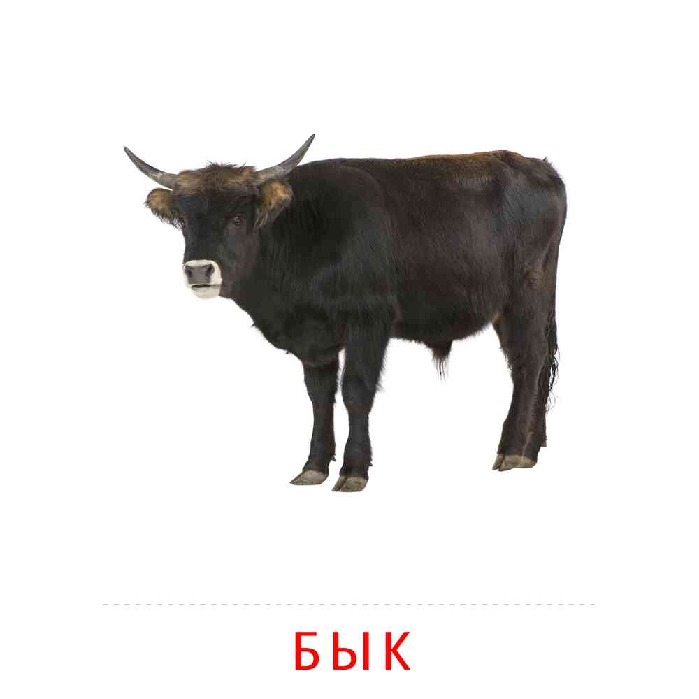 Раскраски животных бык (67 фото)