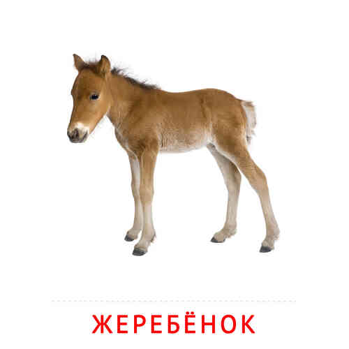 Карточки Домана на тему «Животные и их детеныши»