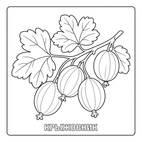 Раскраска Ягоды Крыжовник
