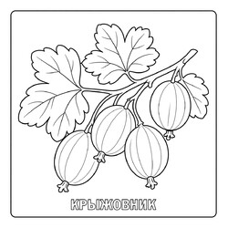 Раскраска Ягоды Крыжовник