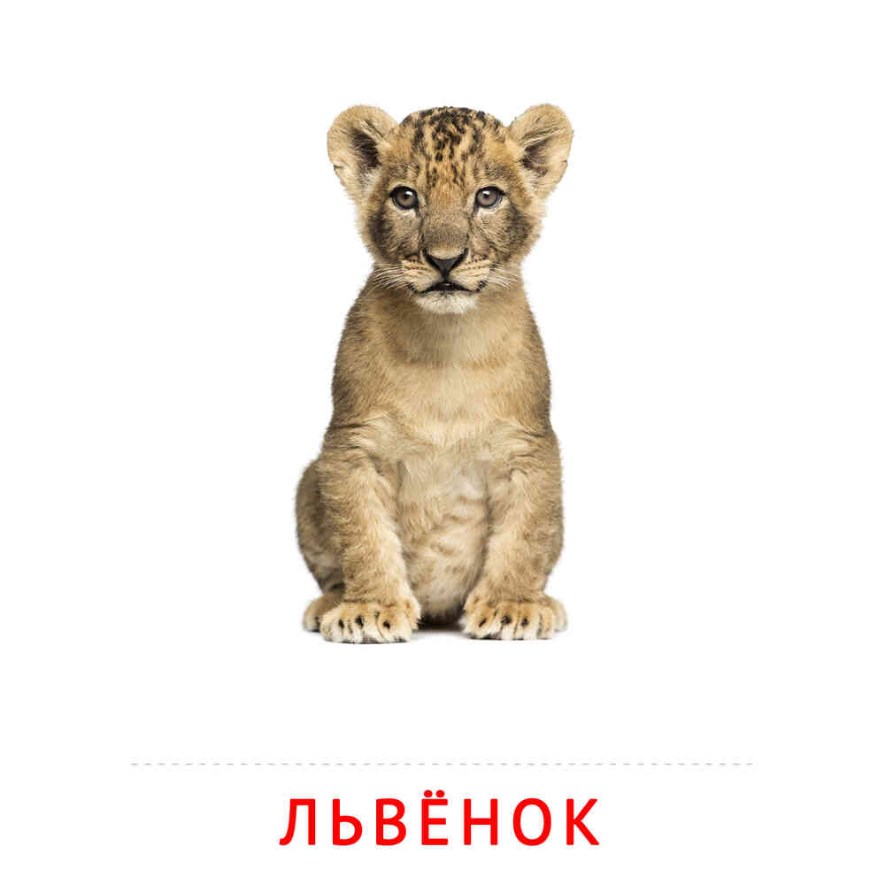 Львёнок: карточка Домана | скачать или распечатать