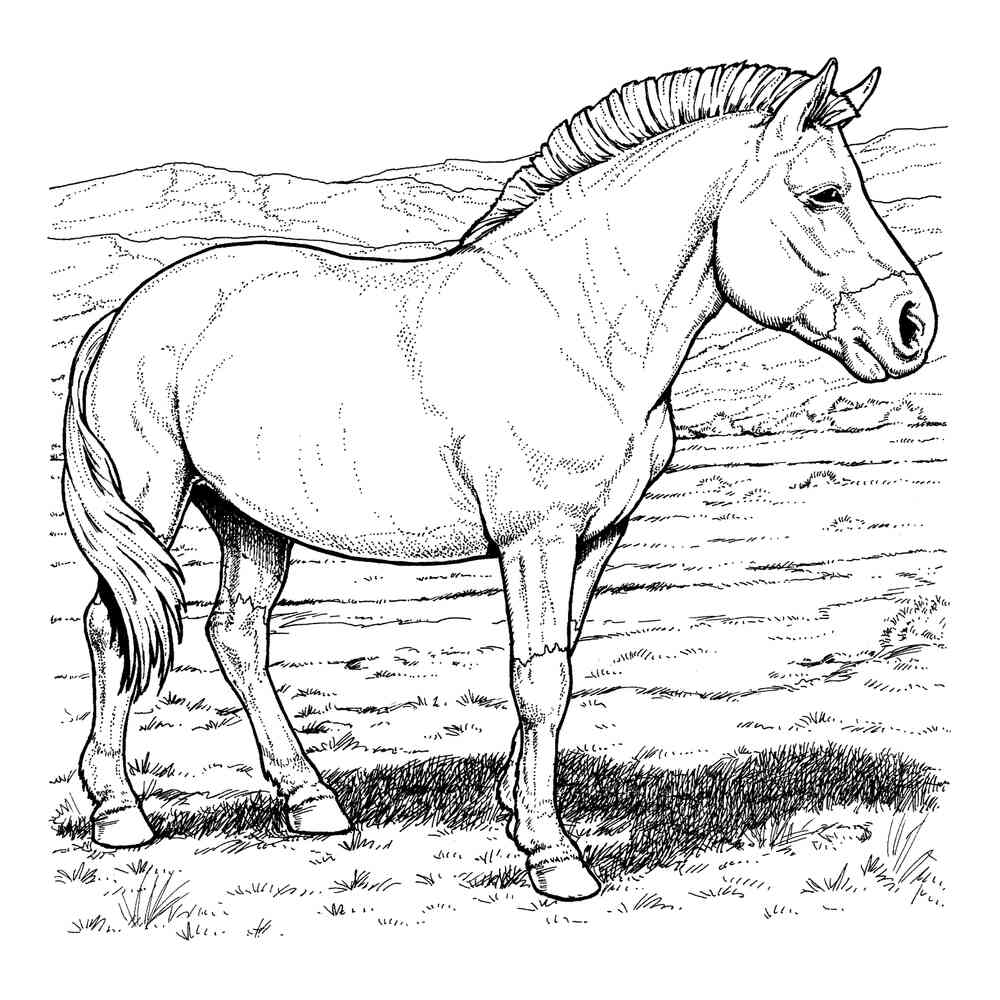 Лошадь Пржевальского рисунок