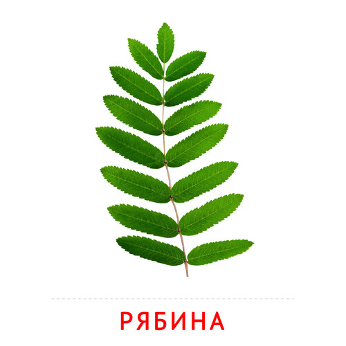 Лист рябины