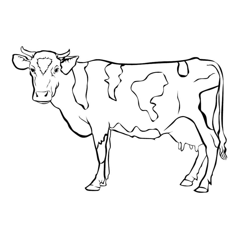 Корова рисунок для детей раскраска