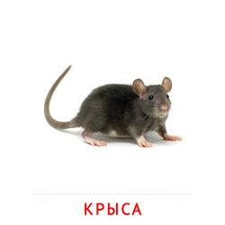 Карточка Домана Крыса