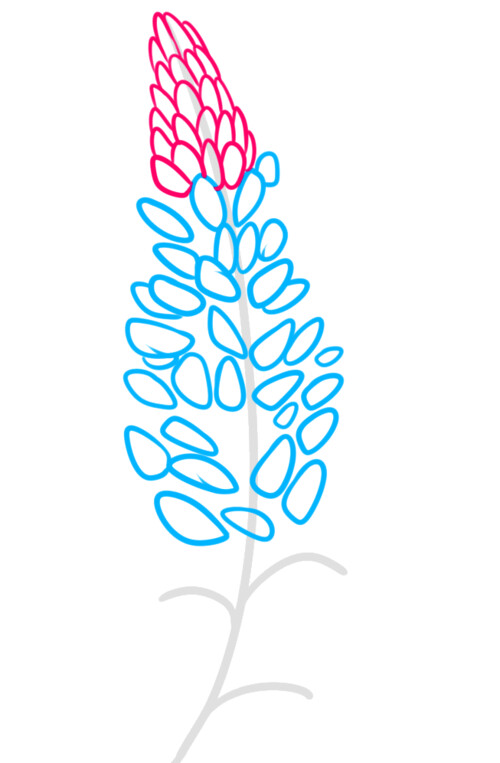Как нарисовать цветок люпина 4