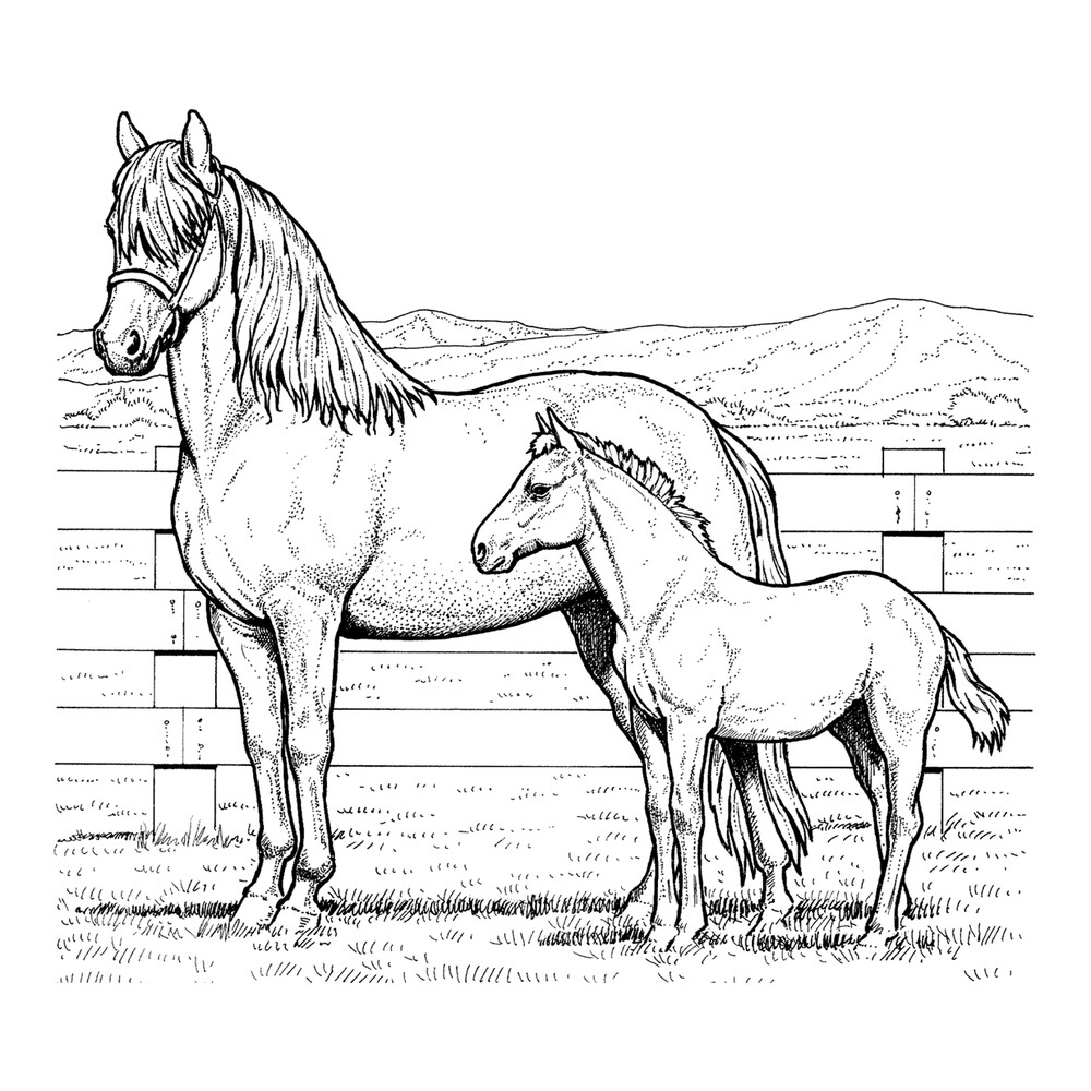 Лошадь и жеребенок Раскраска (картина) по номерам Dimensions DMS-91119