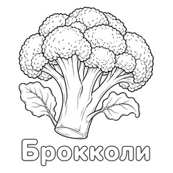 Раскраска Брокколи