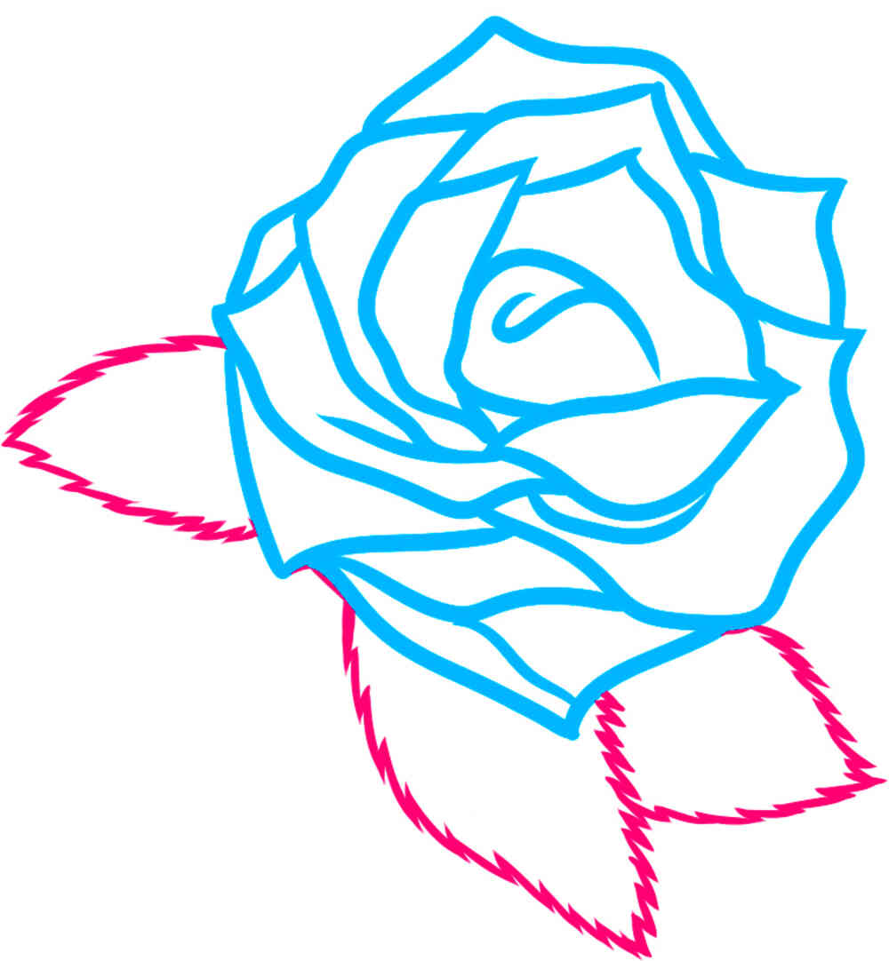 Поэтапное рисование бутона розы