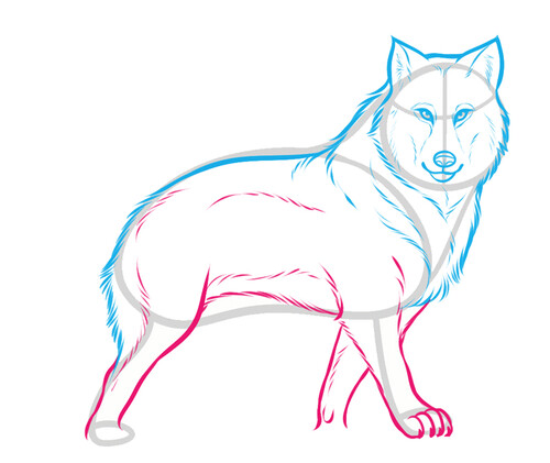 Как нарисовать волка 6