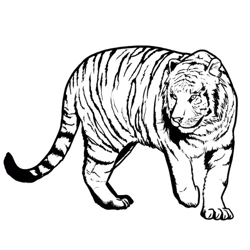 Раскраска бенгальский тигр