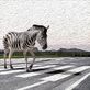 Загадки про зебру