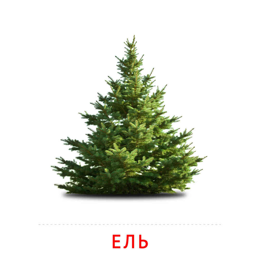 Ель: карточка Домана | скачать или распечатать