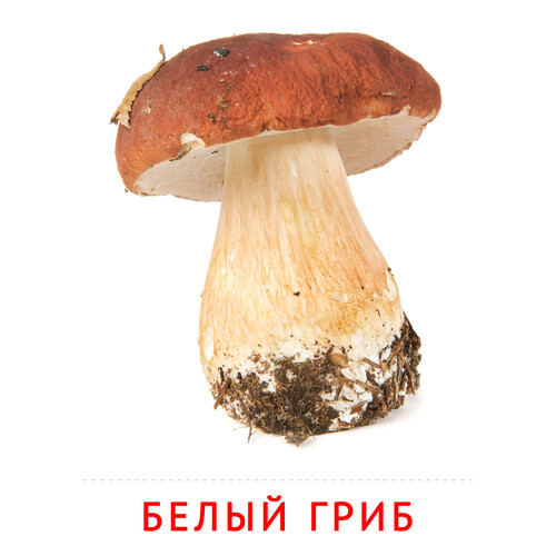 Карточка Домана Белый гриб