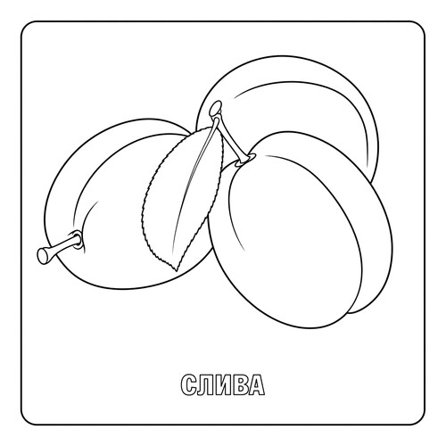 Раскраска Слива