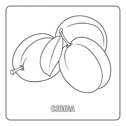 Раскраска Слива