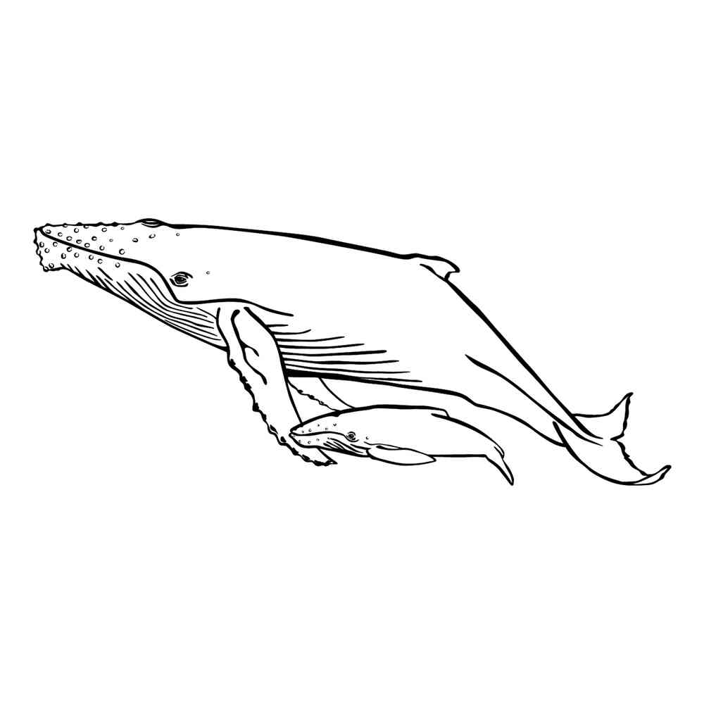 Раскраска Горбач или горбатый кит