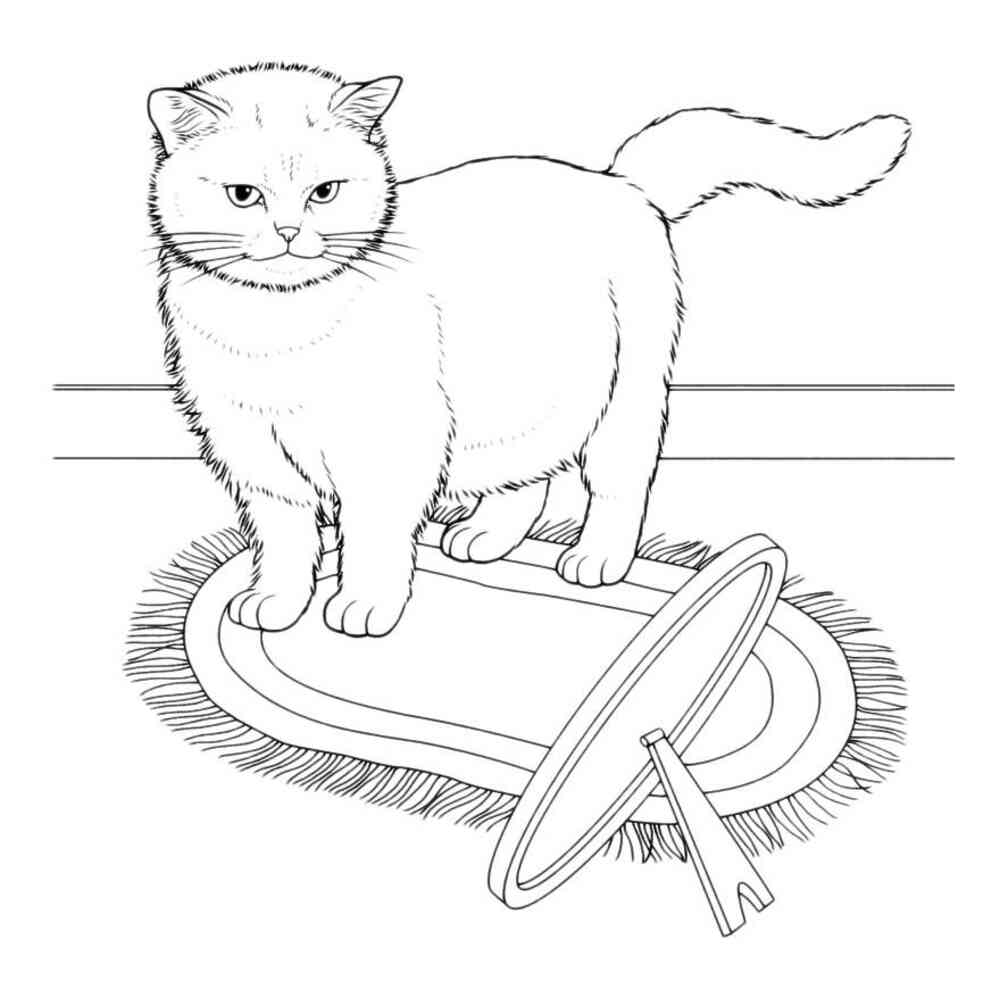 Шотландский прямоухий кот раскраска