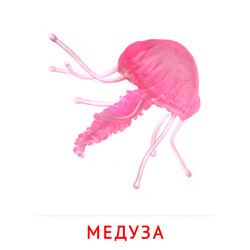 Карточка Домана Медуза