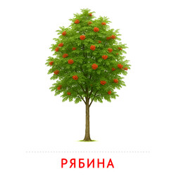 Рябина